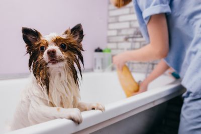 Pet Grooming and Pet Sitting Insurance in Jacksonville, FL by Varsity Insurance Group Inc