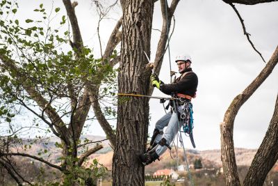 Tree Trimming Insurance in Jacksonville, FL by Varsity Insurance Group Inc